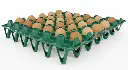 Green tray with eggs.webp